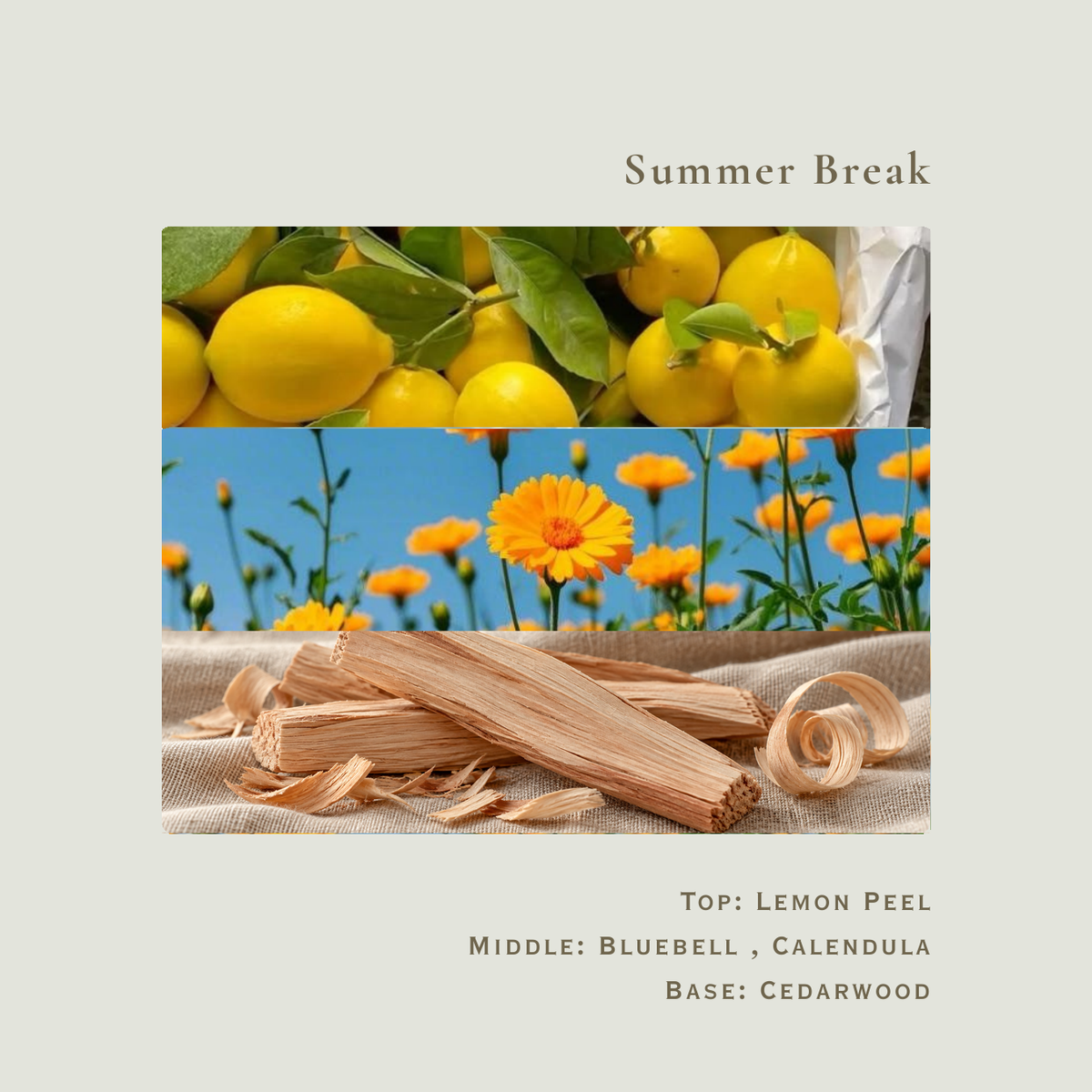 04 Summer Break scent notes. Top: Lemon Peel. Middle: Bluebell, Calendula. Base: Cedarwood.